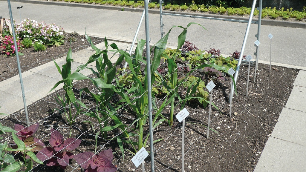 Stützen für Schnittblumen-Drahtgeflechte