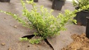 Unkrautvlies PLANTEX GOLD, 100 m lang, 100 cm breit