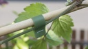 Bindeband SUPER MAX grün, 0.20 mm dick 20 m lang, 10 Rollen