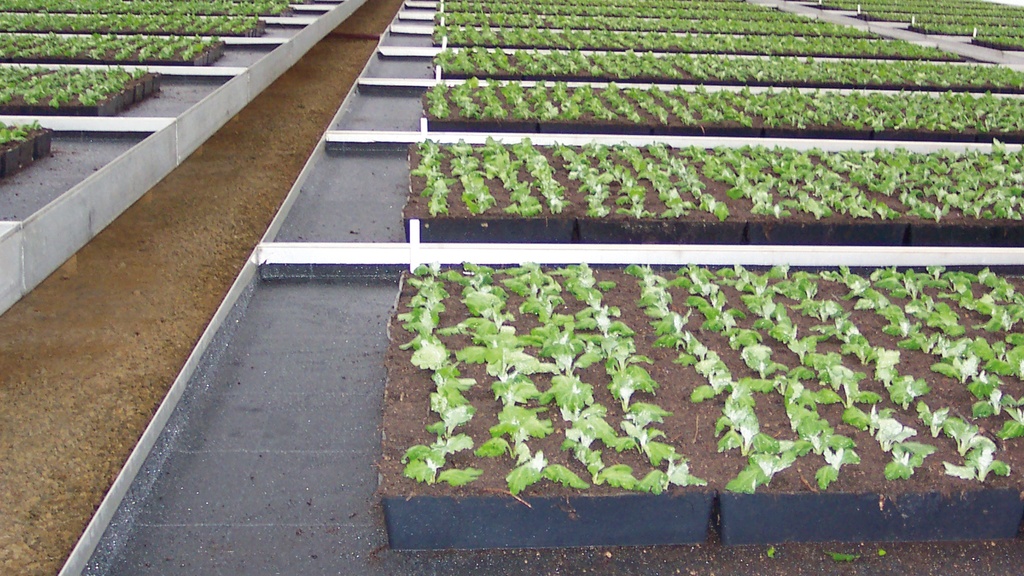 Bewässerungsmatte VIVAPLUS, 400 g/m², 3-lagig, 50 m lang, 200 cm breit