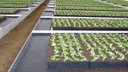 Bewässerungsmatte VIVAPLUS, 400 g/m², 3-lagig, 50 m lang, 200 cm breit