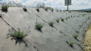 Bio-Unkrautvlies BIOCOVERS, 100 m lang, 200 cm breit