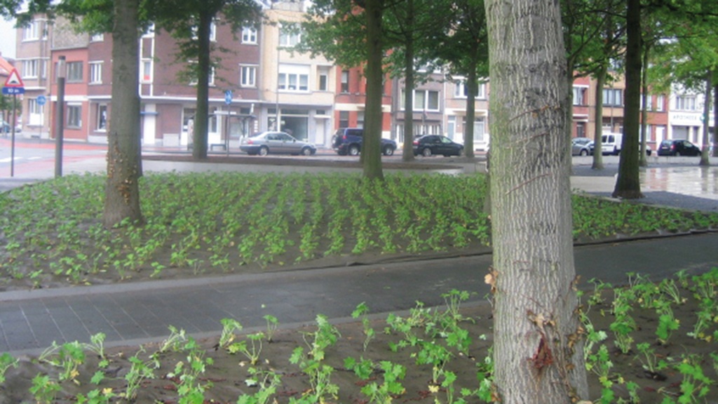Bio-Bändchengewebe DURACOVER, 130 g/m2, 100 m, 250 cm breit