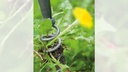 t_204.345_loewenzahnzieher_2_web.jpg