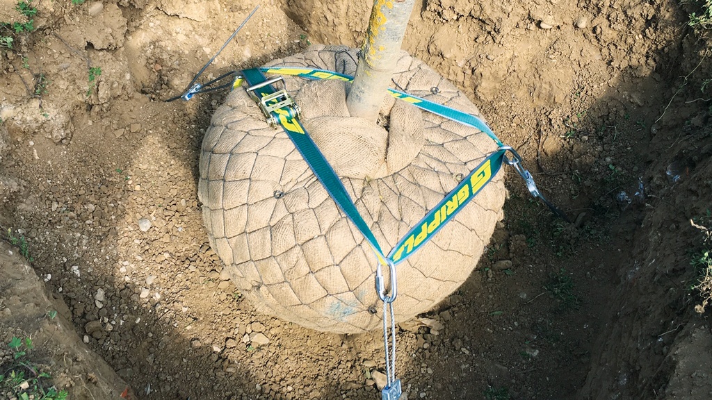 Wurzelballenverankerung GRIPPLE DMK 3 mit Schlaufen