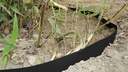 Rhizomsperre HDPE 2 mm, 25 m lang, 70 cm breit