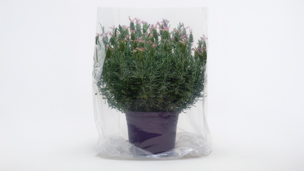 Sac transparent, 60 x 75 cm, rouleau de 100 pièces
