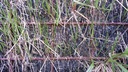 Erosionsschutz-Begrünungsmatte vorbesät 500 g/m², 205 cm breit, Rolle à 45 m