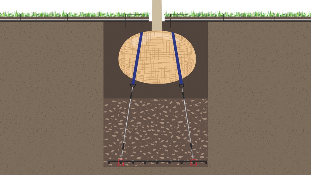 Wurzelballenverankerung mit Schäkel, Baumhöhe 2-4 m