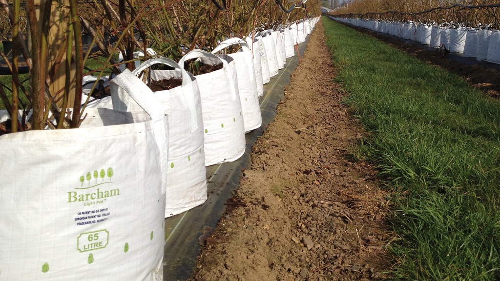 Baumschulcontainer White Bag 150 lt