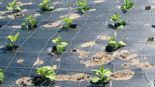 Mulchfolie BIO, 100 m lang, 100 cm breit