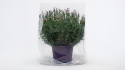 [453.068] Sac transparent, 60 x 75 cm, rouleau de 100 pièces