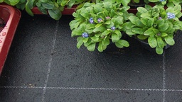 [150.780] Tapis d'irrigation VIVAPLUS, 400 g/m², 3 couches, longueur 50 m, largeur 200 cm