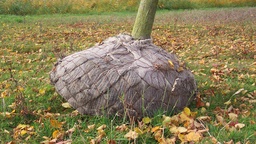 [202.095] Balliergewebe PLANTATEX 160 cm breit, Rolle à 100 m