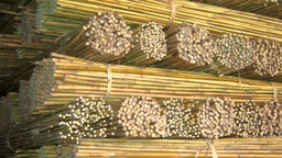 [238.210] Bâtons Tonkin, longueur 120 cm, ø 10-12 mm, botte de 250 pièces